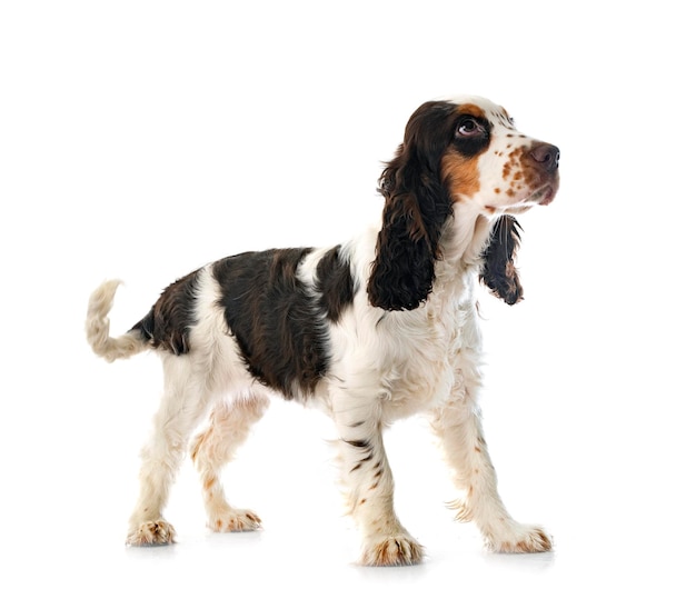 Inglês cocker spaniel