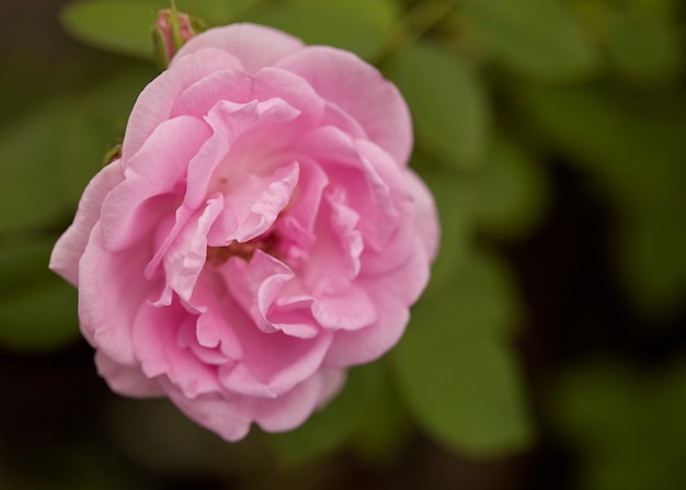 Inglês rosa flor desabrochando