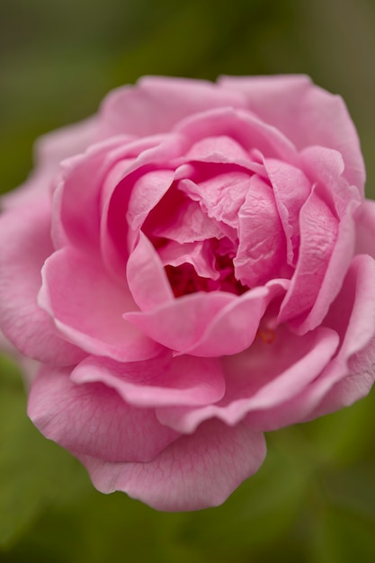 Inglés rosa flor en flor