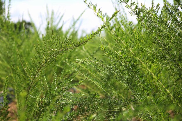 Ingredientes de la medicina herbaria buenos para la salud Yagwanmun y Bisuri