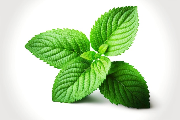 Ingredientes orgánicos hojas de menta aislado sobre fondo blanco.