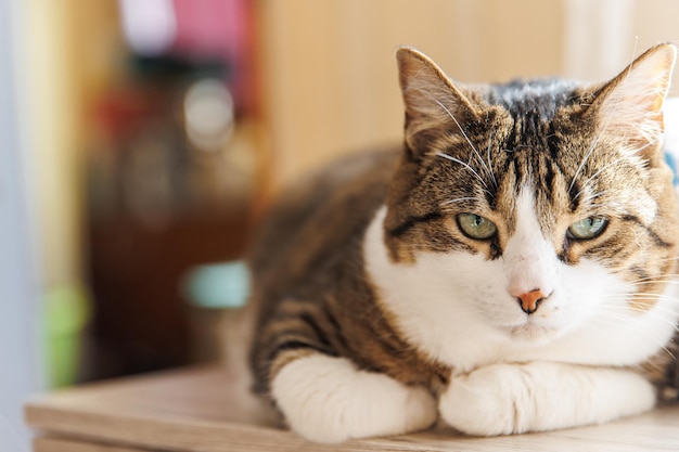 Ingwer gestreifte Katze, die morgens zu Hause auf der Fensterbank liegt. Haustier entspannt und genießt Gemütlichkeit