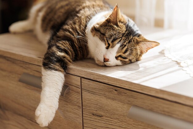 Ingwer gestreifte Katze, die morgens zu Hause auf der Fensterbank liegt. Haustier entspannt und genießt Gemütlichkeit