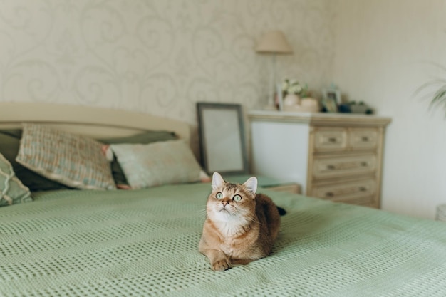 Ingwer-Hauskatze mit grünen Augen liegt auf dem Bett im Schlafzimmer mit olivfarbenem Interieur