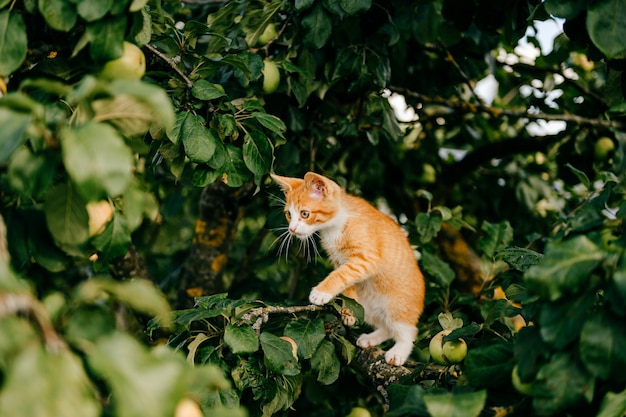 Ingwer Kätzchen auf dem Baum