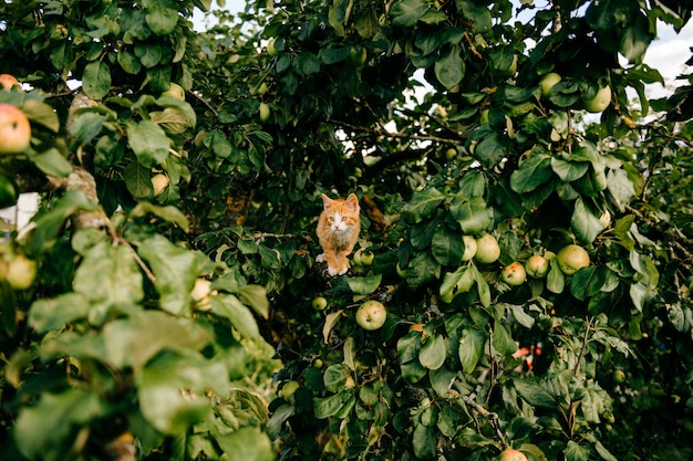 Ingwer Kätzchen auf dem Baum