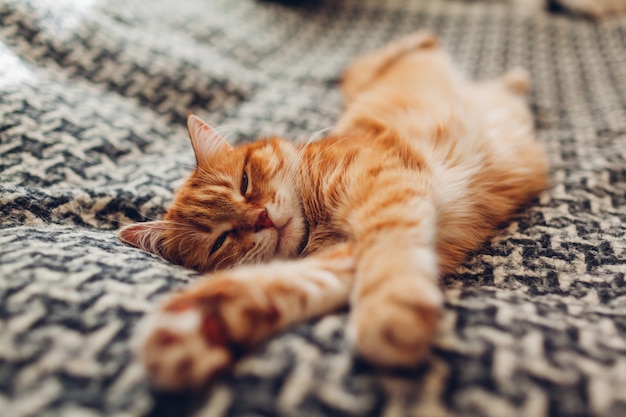 Ingwer-Katze, die auf Couch im Wohnzimmer liegt, das auf Decke liegt