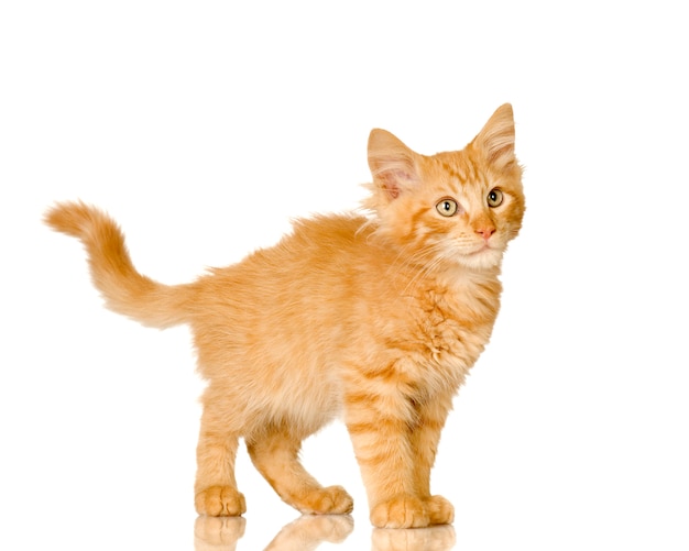Ingwer-Katzen-Kätzchen. Katzenporträt isoliert
