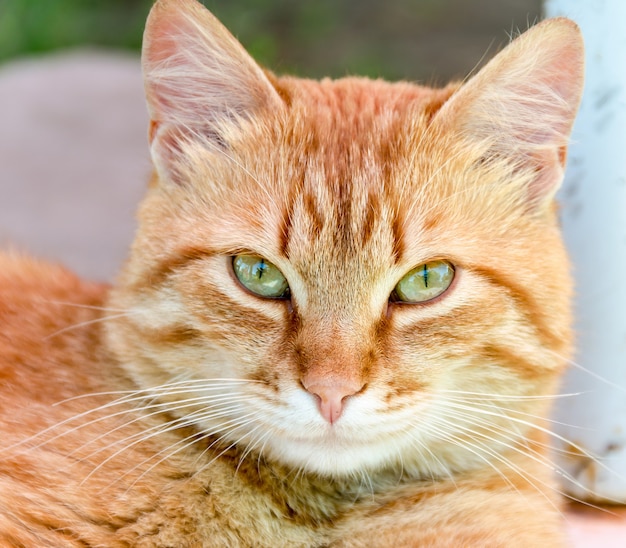 Foto ingwer katzenporträt nahaufnahme