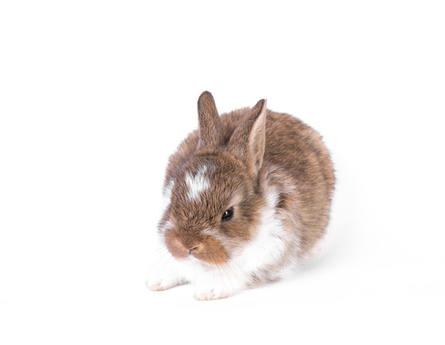 Ingwer kleines Kaninchen auf weißem Hintergrund