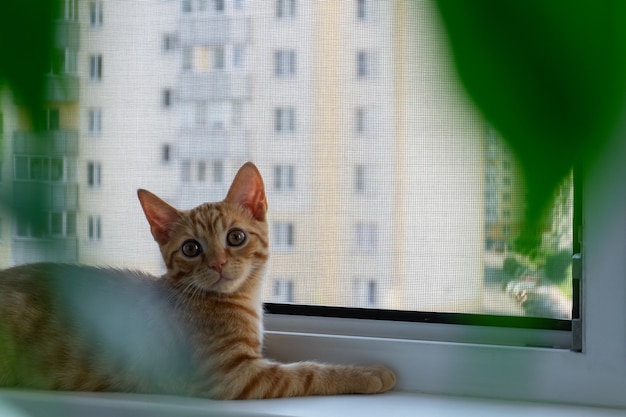 Ingwer-Tabby-Kätzchen liegt auf einer Fensterbank
