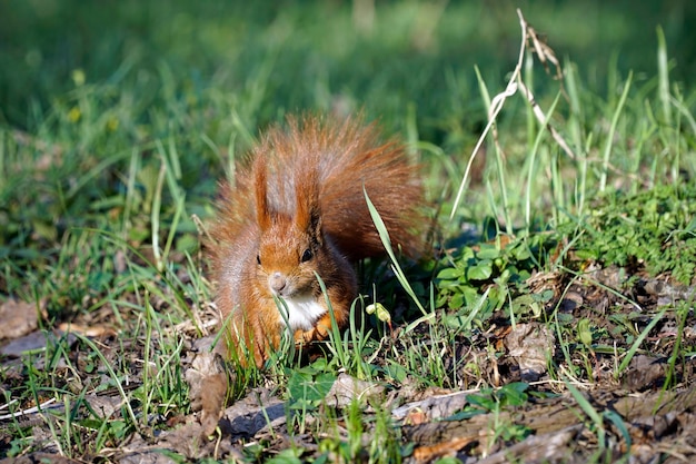 Ingwereichhörnchen auf Gras im Park