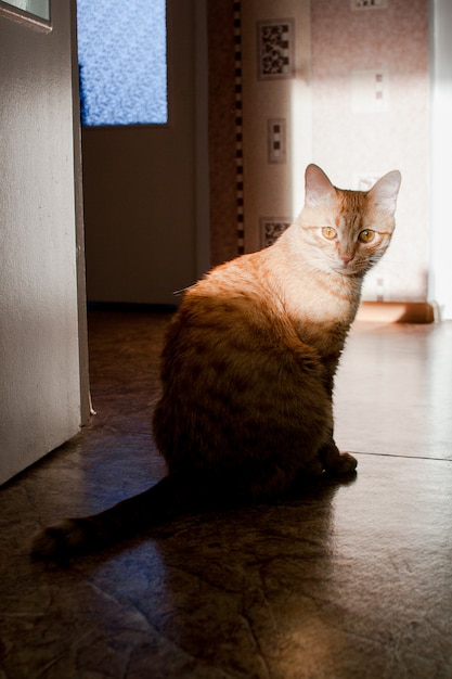 Ingwerfettkatze, die in der Tür sitzt