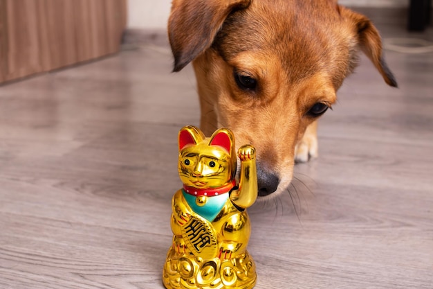 Ingwerhund schnüffelt Maneki Neko auf Holzboden