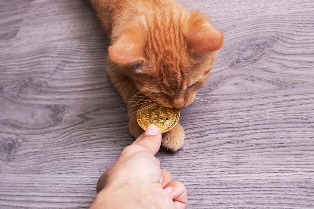 Ingwerkätzchen, das Bitcoin auf Bretterbodenhintergrund hält