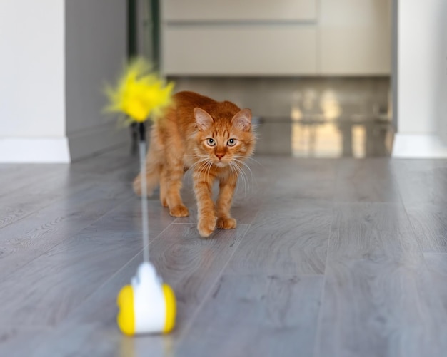 Ingwerkätzchen geht zu einem gelben Spielzeug mit Federn. Spielzeug für Katzen