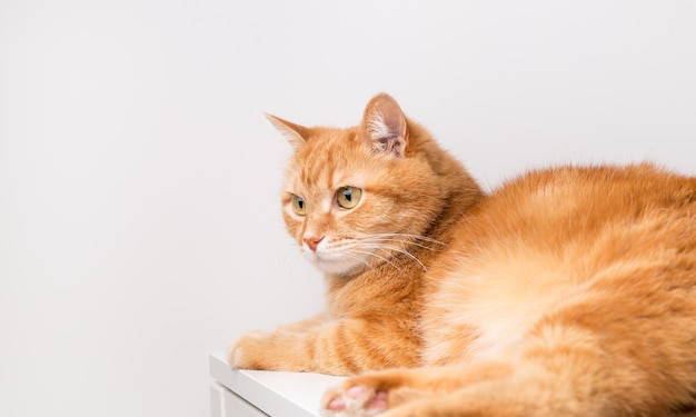 Ingwerkatze auf weißem Hintergrund. Tierportrait. Nahaufnahme, Platz kopieren