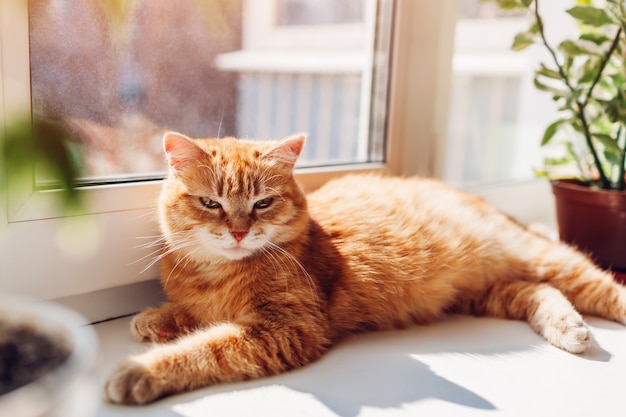 Ingwerkatze, die zu Hause auf Fensterbrett liegt