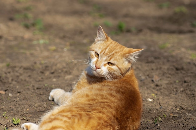 Ingwerkatze geht an einem sonnigen Tag im Garten mit jungen grünen Pflanzen