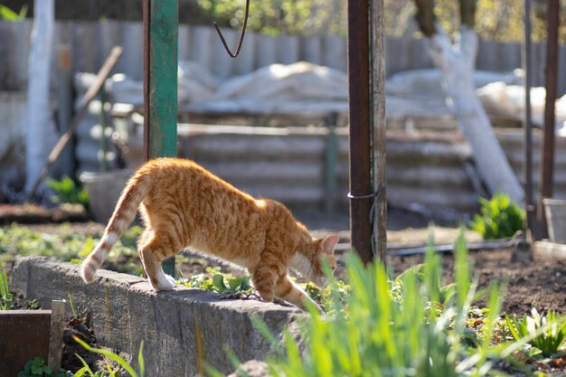 Ingwerkatze geht an einem sonnigen Tag im Garten mit jungen grünen Pflanzen