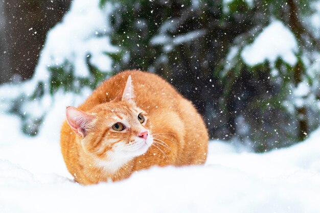 Ingwerkatze im Schnee, geht im Winter im Wald spazieren. Ein trauriges Haustier sitzt auf einem Weihnachtsbaum draußen.