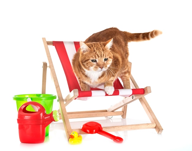 Ingwerkatze im Studio