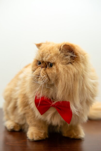 Ingwerkatze in roter Fliege sitzt auf dem Tisch