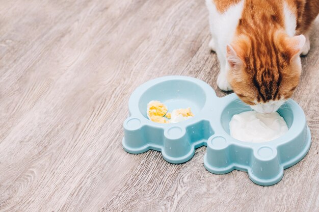 Ingwerkatze isst Joghurt aus seiner Schüssel. Natürliches Katzenfutterkonzept