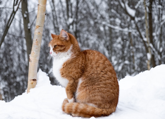 Ingwerkatze sitzt im Winter auf einem Schneeberg auf der Straße.