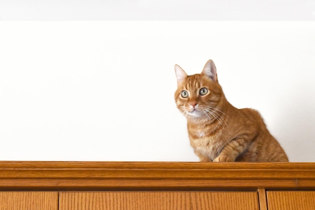 Ingwerkatze sitzt oben auf dem Schrank