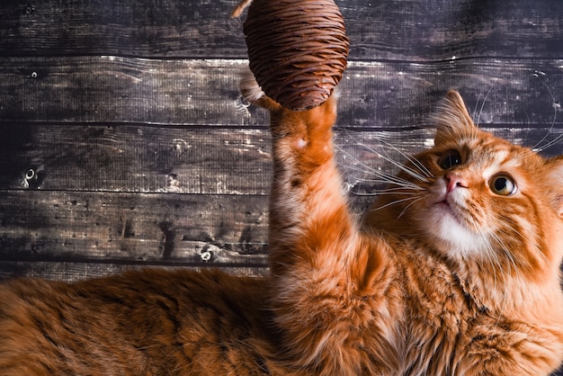 Ingwerkatze spielt mit einem Zedernzapfen an einer dunklen Holzwand