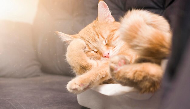 Ingwerkatze süß schlafend auf der Couch