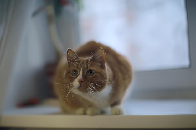 Ingwerkatze / süßes Haustier schöne Katze, roter Ingwer