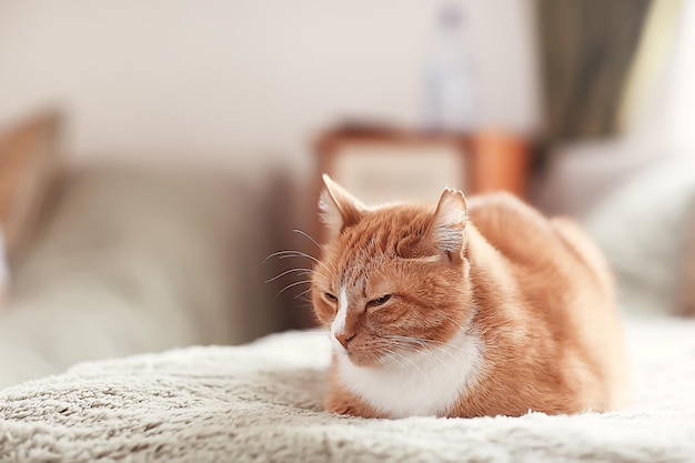 Ingwerkatze / süßes Haustier schöne Katze, roter Ingwer