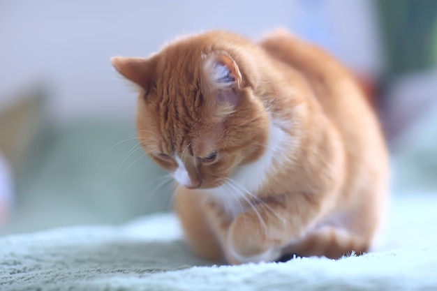 Ingwerkatze / süßes Haustier schöne Katze, roter Ingwer