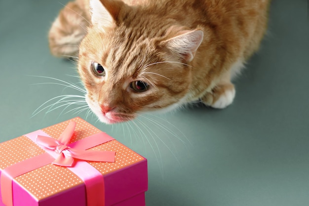 Ingwerkatze untersucht eine rote Geschenkbox