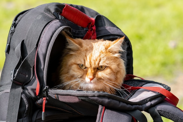 Ingwerkatze wandert und sitzt in einem Rucksack