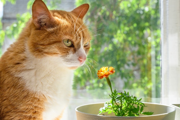 Ingwerrot sitzt auf einem sonnigen Fenster neben einer Blume in einem Topf. Nahaufnahme