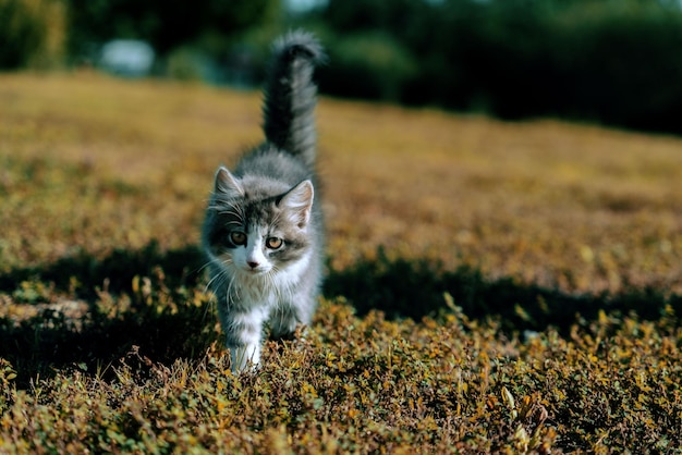 Ingwerrotes Kätzchen auf Gras