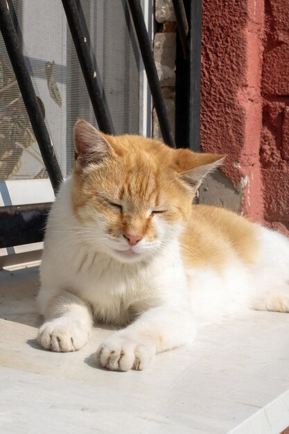 Ingwerstreunende Katze sonnt sich aus nächster Nähe in der Sonne