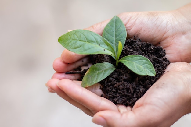 Iniciando uma mudança verde Mãos de mulheres salvando uma planta no Dia da Terra