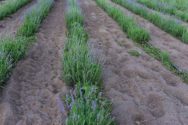 Início da floração de lavanda Pobre floração de lavanda devido à geada