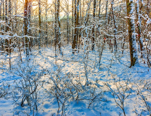 Início da noite na floresta de inverno