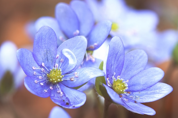 Início da primavera flores hepatica