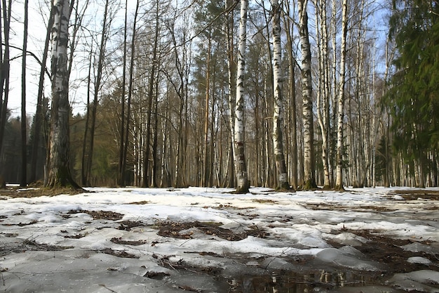 Início da primavera na floresta / árvores sem folhas, neve derrete, parque florestal cinzento e triste na primavera