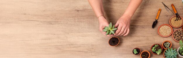 Inicio jardinería reubicación planta de la casa