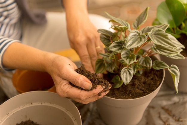 Inicio jardinería reubicación planta de la casa