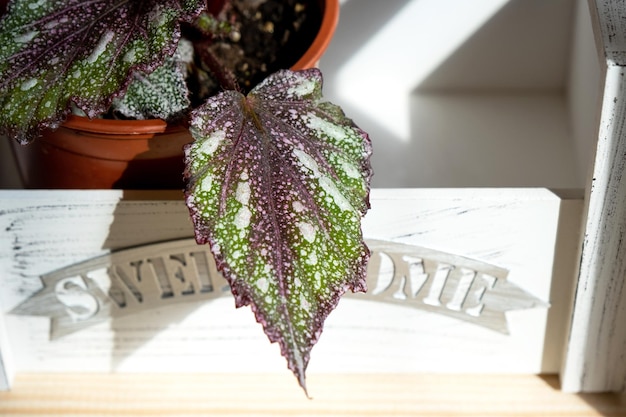 Inicio planta en maceta begonia decorativa de hoja caduca en el interior de la casa Pasatiempos en el cultivo cuidar las plantas greenhome jardinería en casa