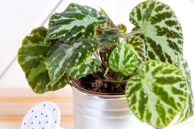 Inicio planta en maceta begonia decorativa de hoja caduca en el interior de la casa Pasatiempos en el cultivo cuidar las plantas greenhome jardinería en casa