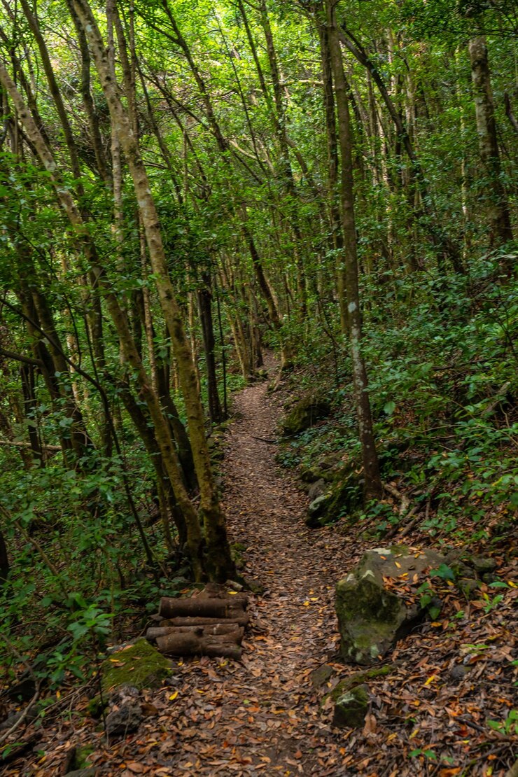 Foto inicio del sendero en el parque natural de los tinos en la costa noreste